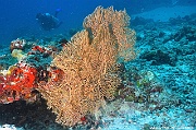 Annella mollis Ambiance Anais-Maldives Mahibadoo Rock-16m-20240424-da-DSC_6598_tn